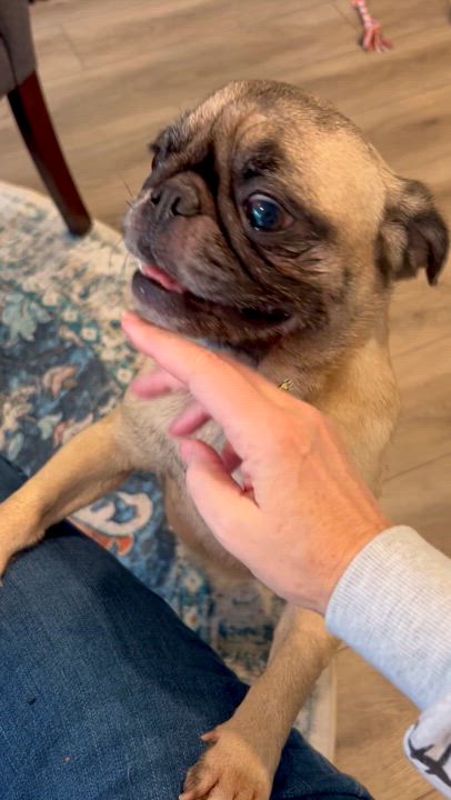 Enlarge Danni, a Adopted Pug in Surrey, BC video 2/5