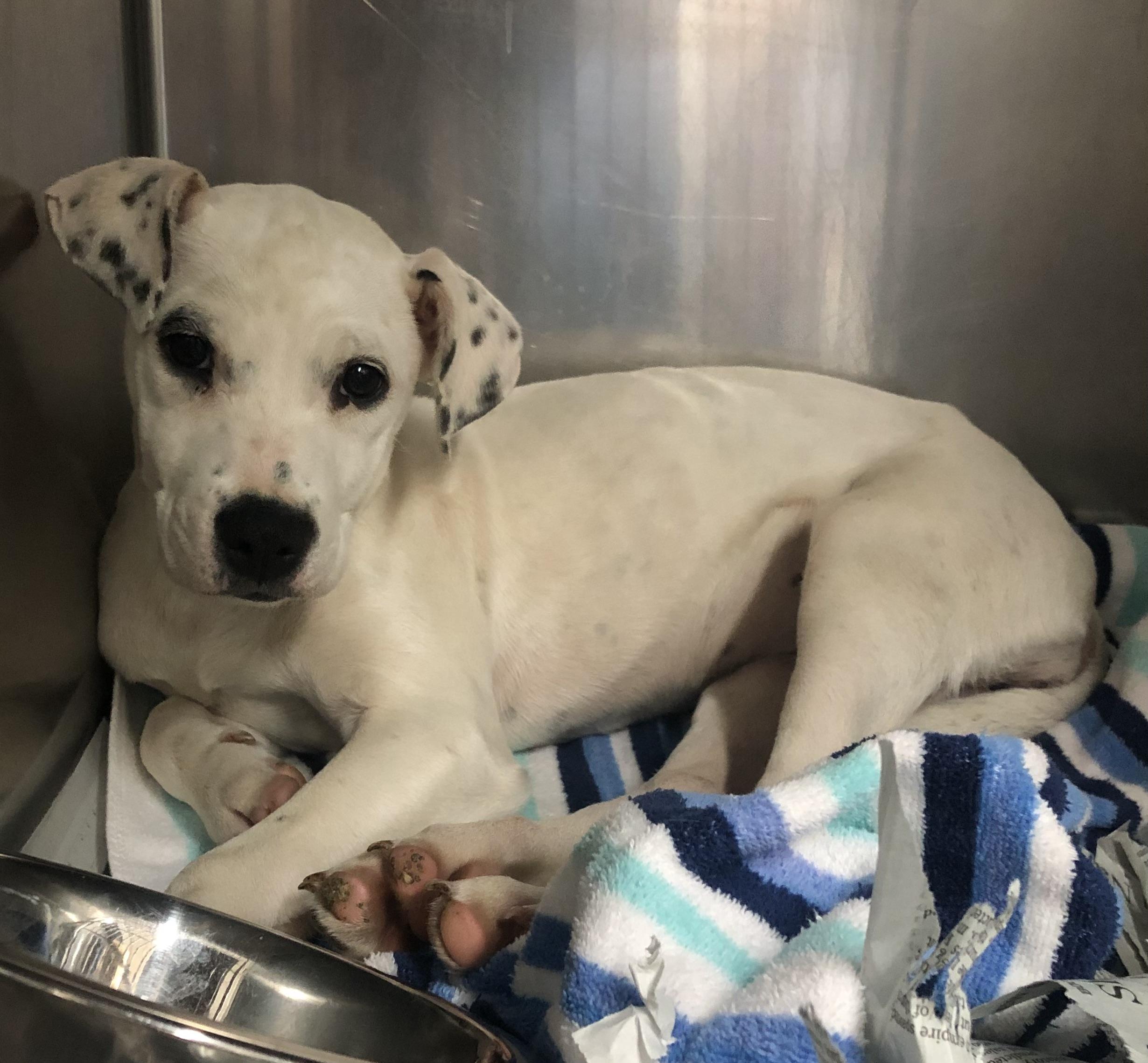 Marshmallow, ADOPTABLE, Puppy Female Labrador Retriever.