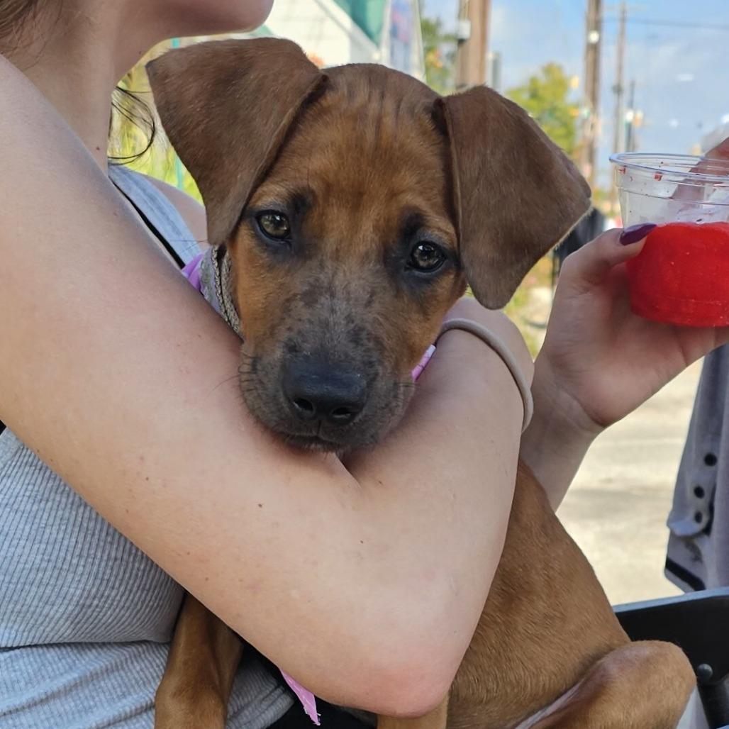 Maple, Adoptable, Puppy Female Mixed Breed.