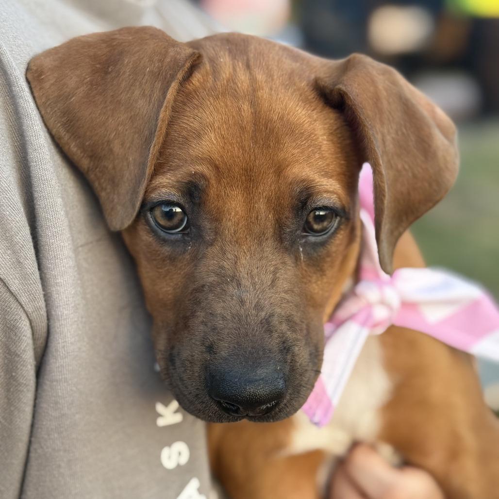 Enlarge Maple, a Adoptable Mixed Breed in Cleveland, TX image 2/6