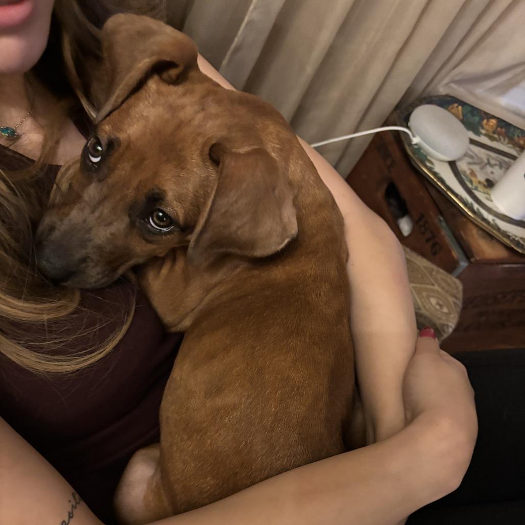 Enlarge Maple, a Adoptable Mixed Breed in Cleveland, TX image 3/6