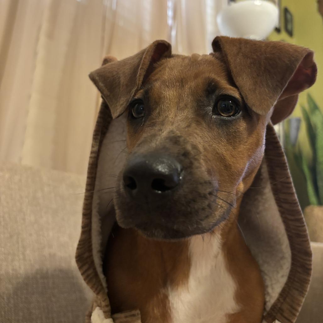 Enlarge Maple, a Adoptable Mixed Breed in Cleveland, TX image 4/6