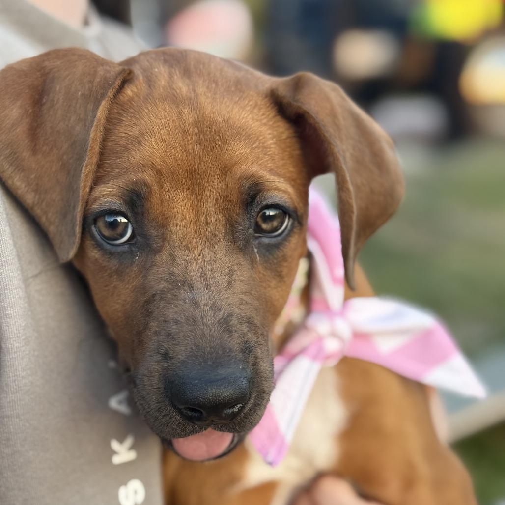 Enlarge Maple, a Adoptable Mixed Breed in Cleveland, TX image 5/6