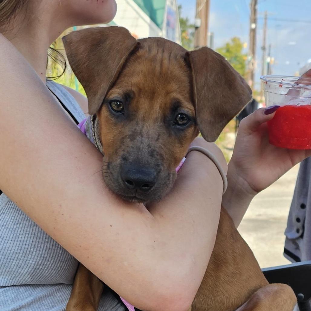 Enlarge Maple, a Adoptable Mixed Breed in Cleveland, TX image 6/6