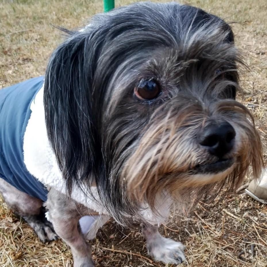 Enlarge RICHI, a ADOPTABLE mixed breed in Loveland, CO image 2/6