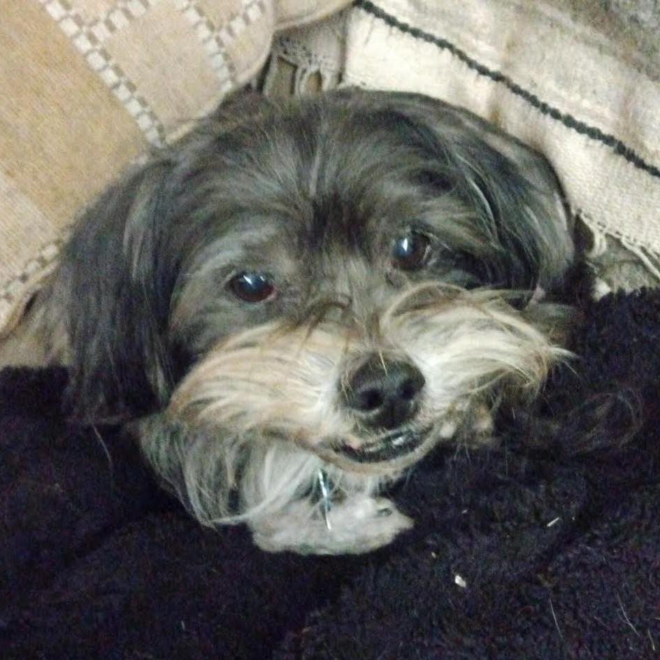 Enlarge RICHI, a ADOPTABLE mixed breed in Loveland, CO image 5/6