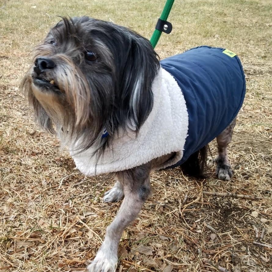 RICHI, ADOPTABLE, Adult Male Terrier.