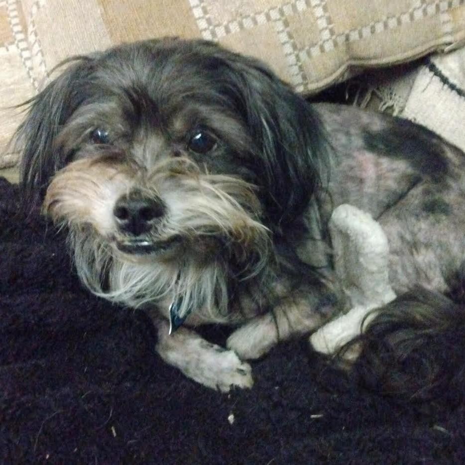 Enlarge RICHI, a ADOPTABLE mixed breed in Loveland, CO image 4/6