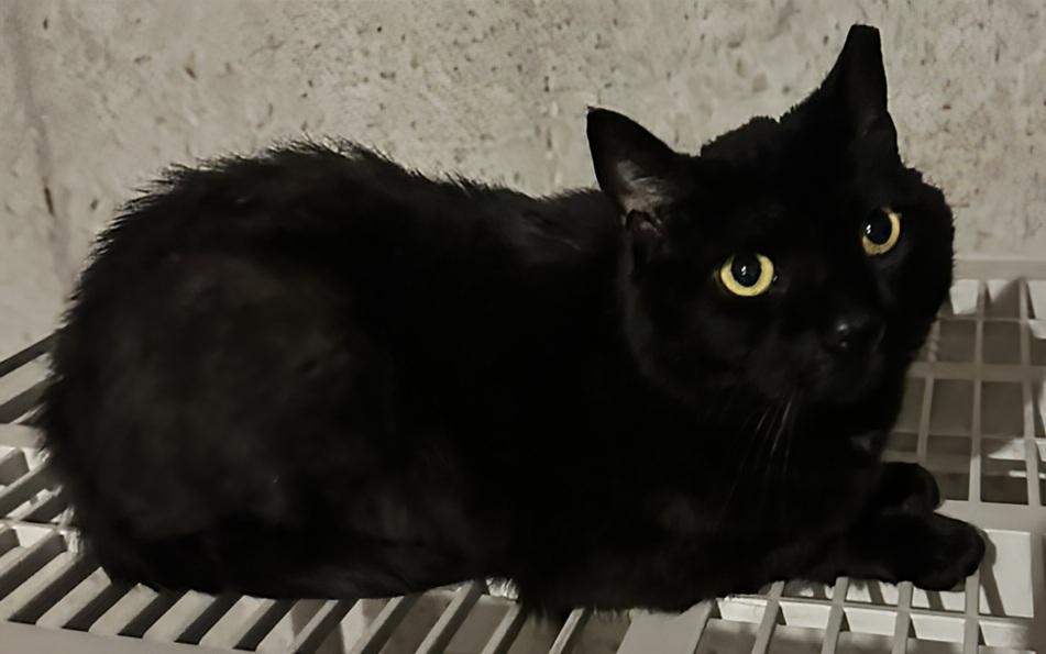 Enlarge Chloey, a Adoptable Domestic Short Hair in Boiling Springs, PA image 1/1