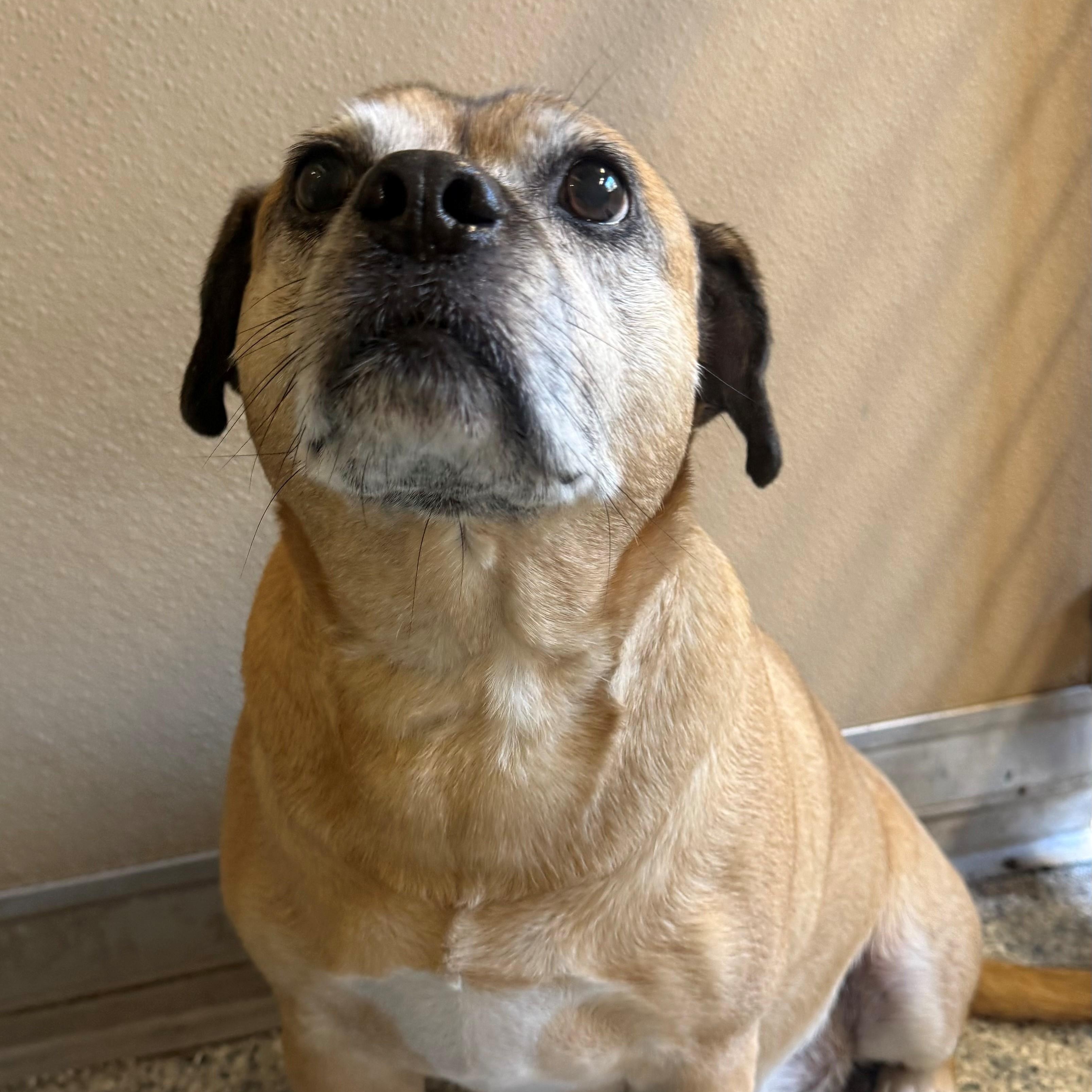 Enlarge Murphy, an adopted mixed breed in St. Augustine, FL image 3/3