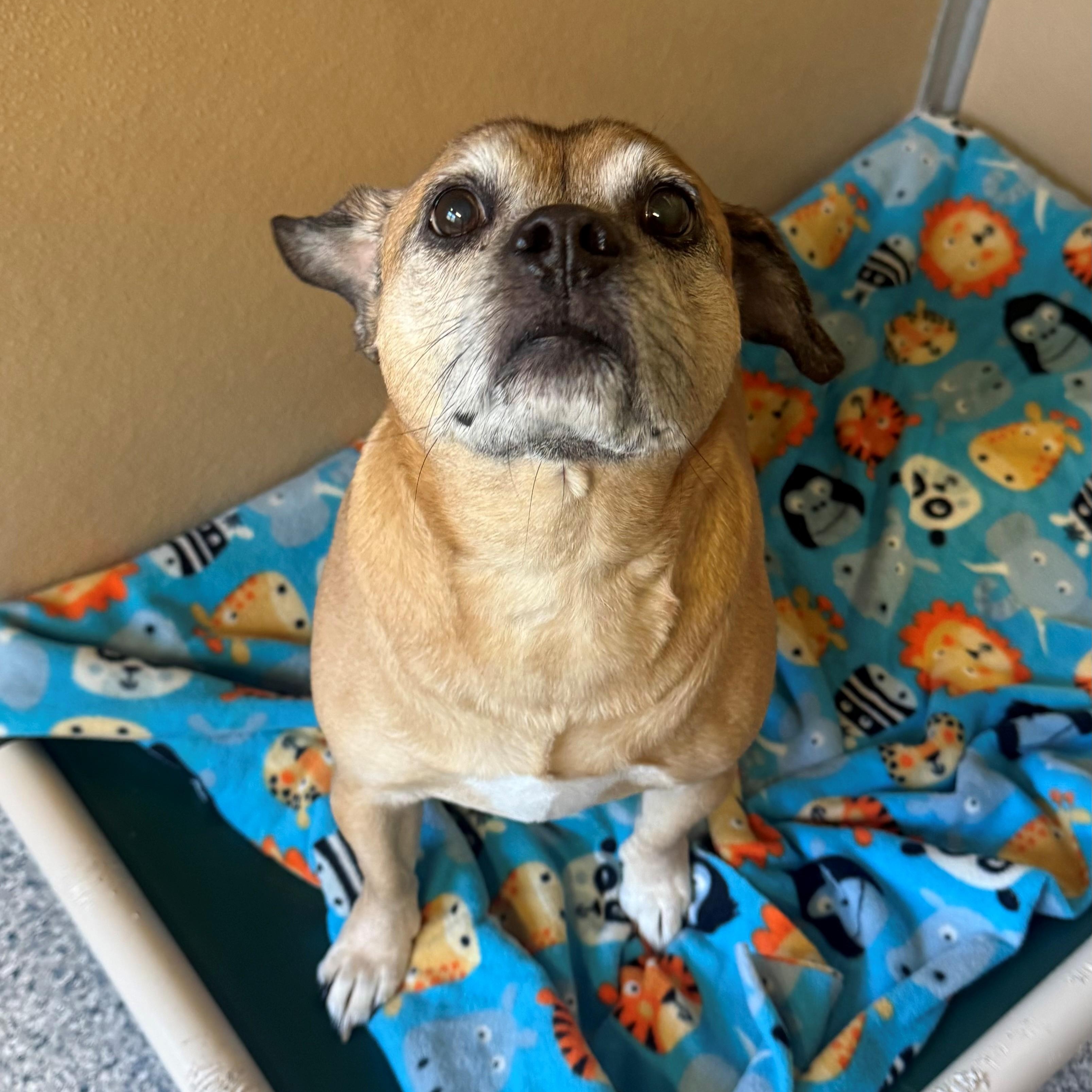 Enlarge Murphy, an adopted mixed breed in St. Augustine, FL image 1/3