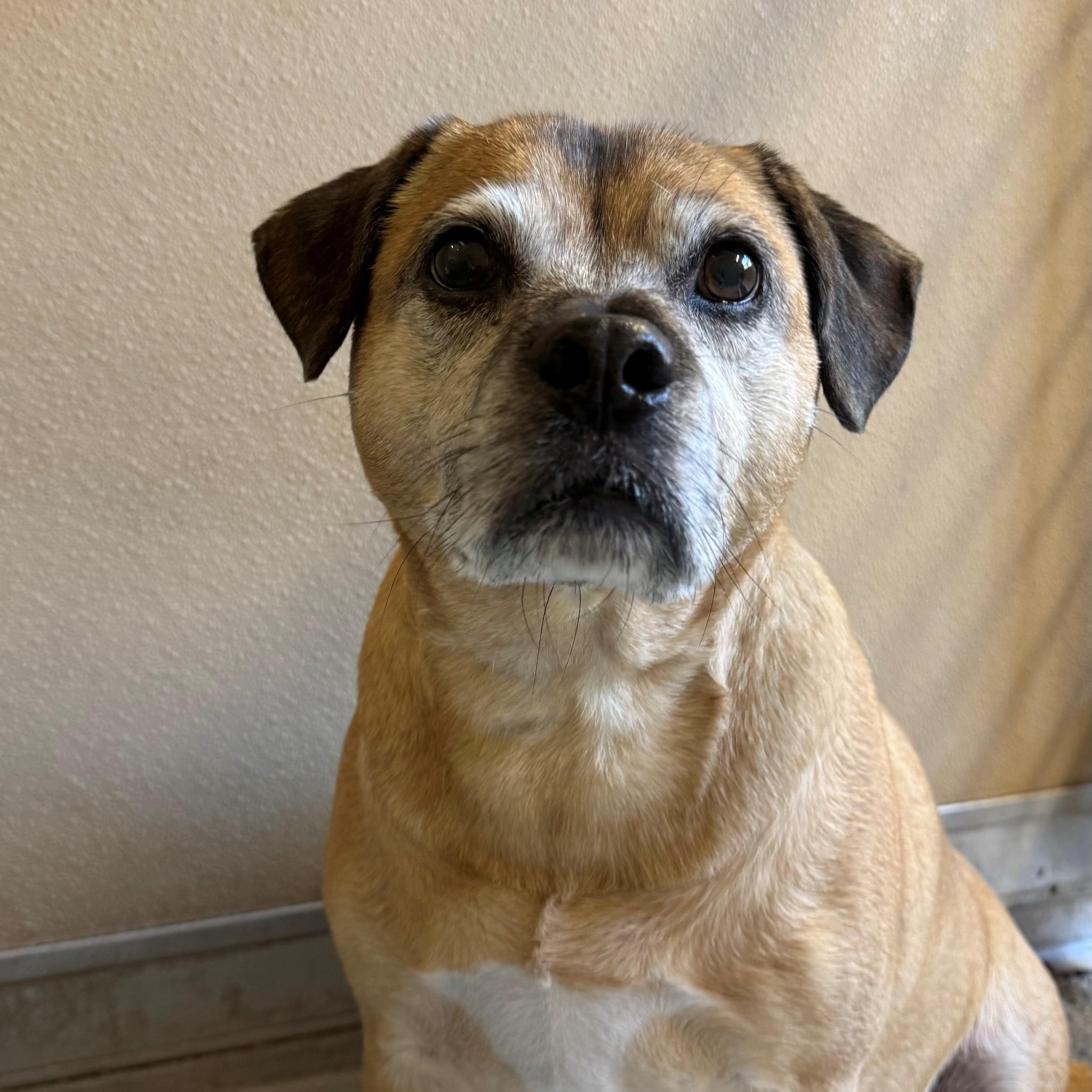 Enlarge Murphy, an adopted mixed breed in St. Augustine, FL image 2/3