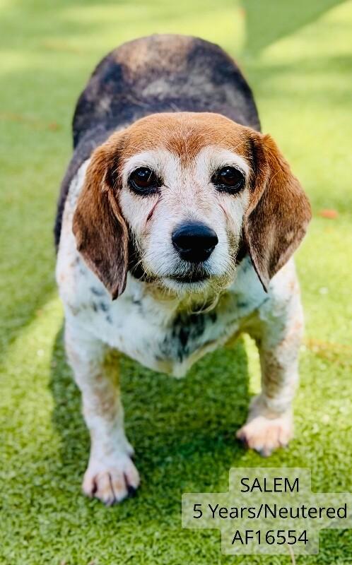 Enlarge Salem, a Adoptable Beagle in Supply, NC image 1/1