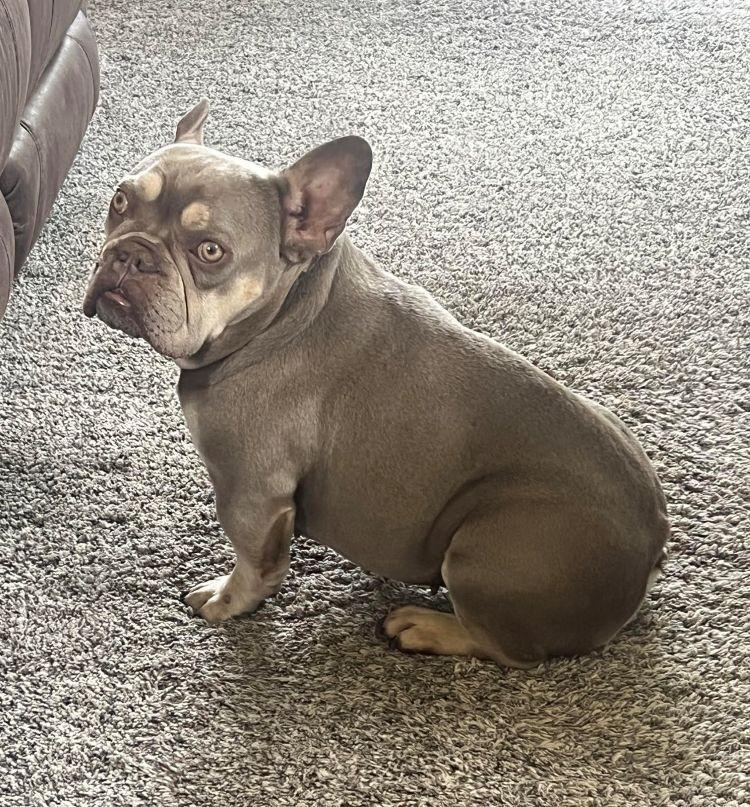 Georgia, a ADOPTABLE French Bulldog in Barrington, IL image 2/6