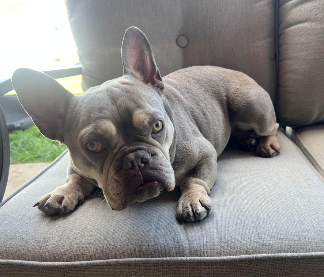 Georgia, ADOPTABLE, Adult Female French Bulldog.
