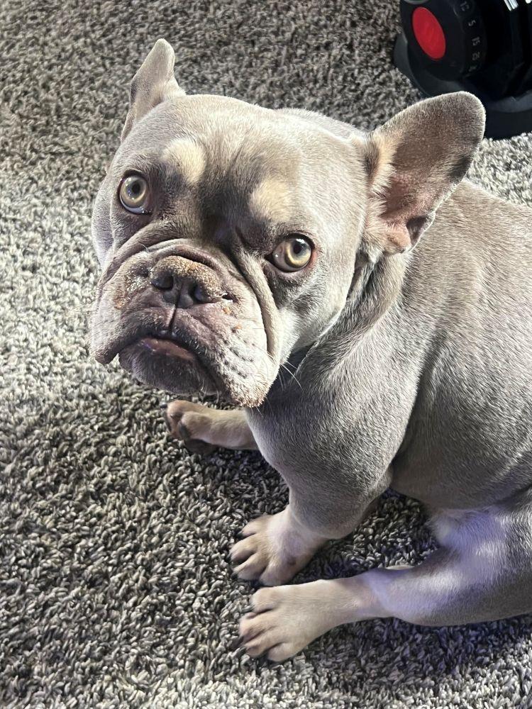 Georgia, a ADOPTABLE French Bulldog in Barrington, IL image 5/6