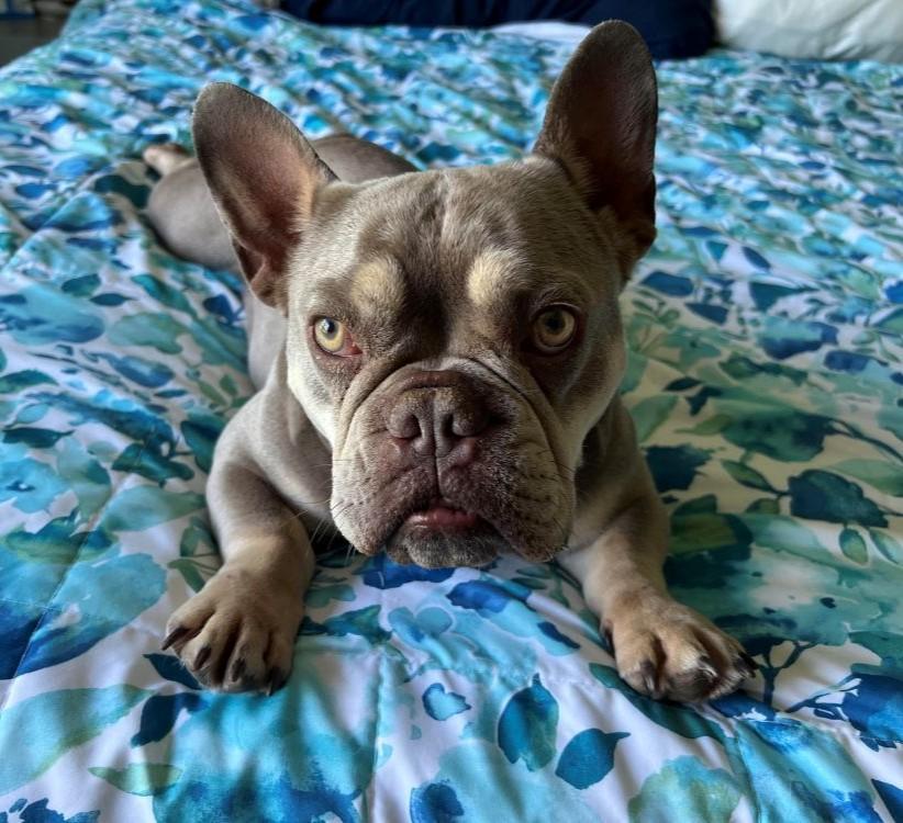 Georgia, a ADOPTABLE French Bulldog in Barrington, IL image 6/6