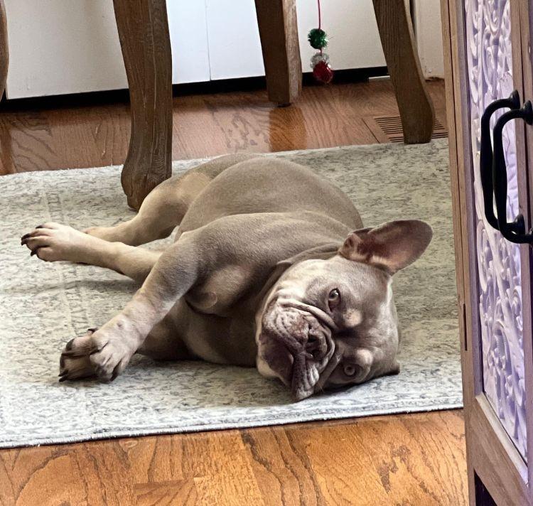 Georgia, a ADOPTABLE French Bulldog in Barrington, IL image 4/6