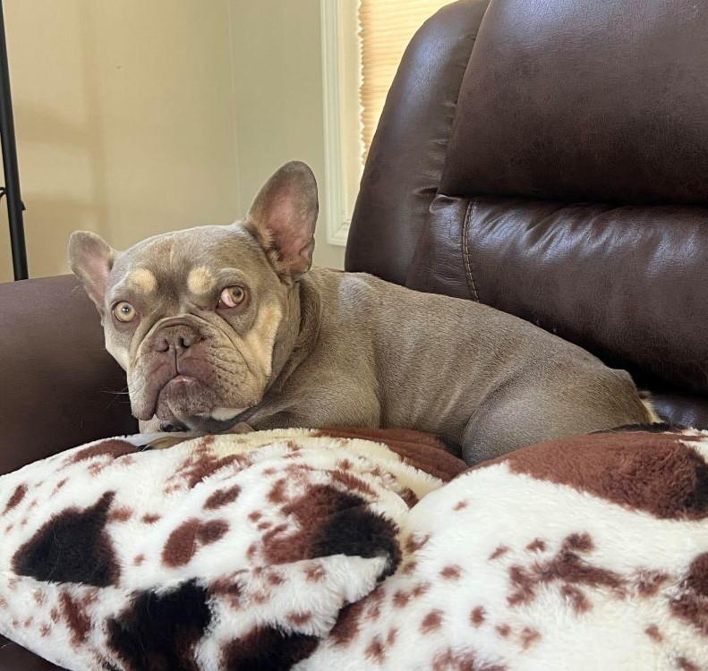 Georgia, a ADOPTABLE French Bulldog in Barrington, IL image 3/6