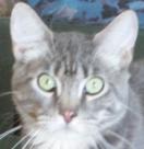 Enlarge Tuffy, a Adoptable mixed breed in Buhl, ID image 4/6