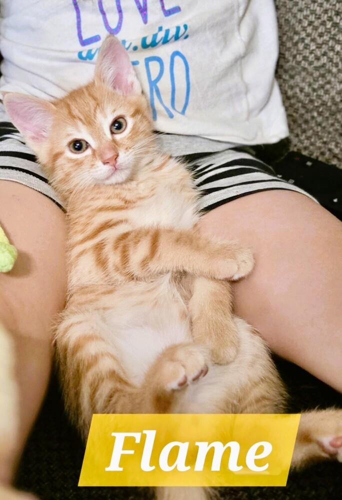 Flame, Adoptable, Kitten Male Domestic Short Hair.