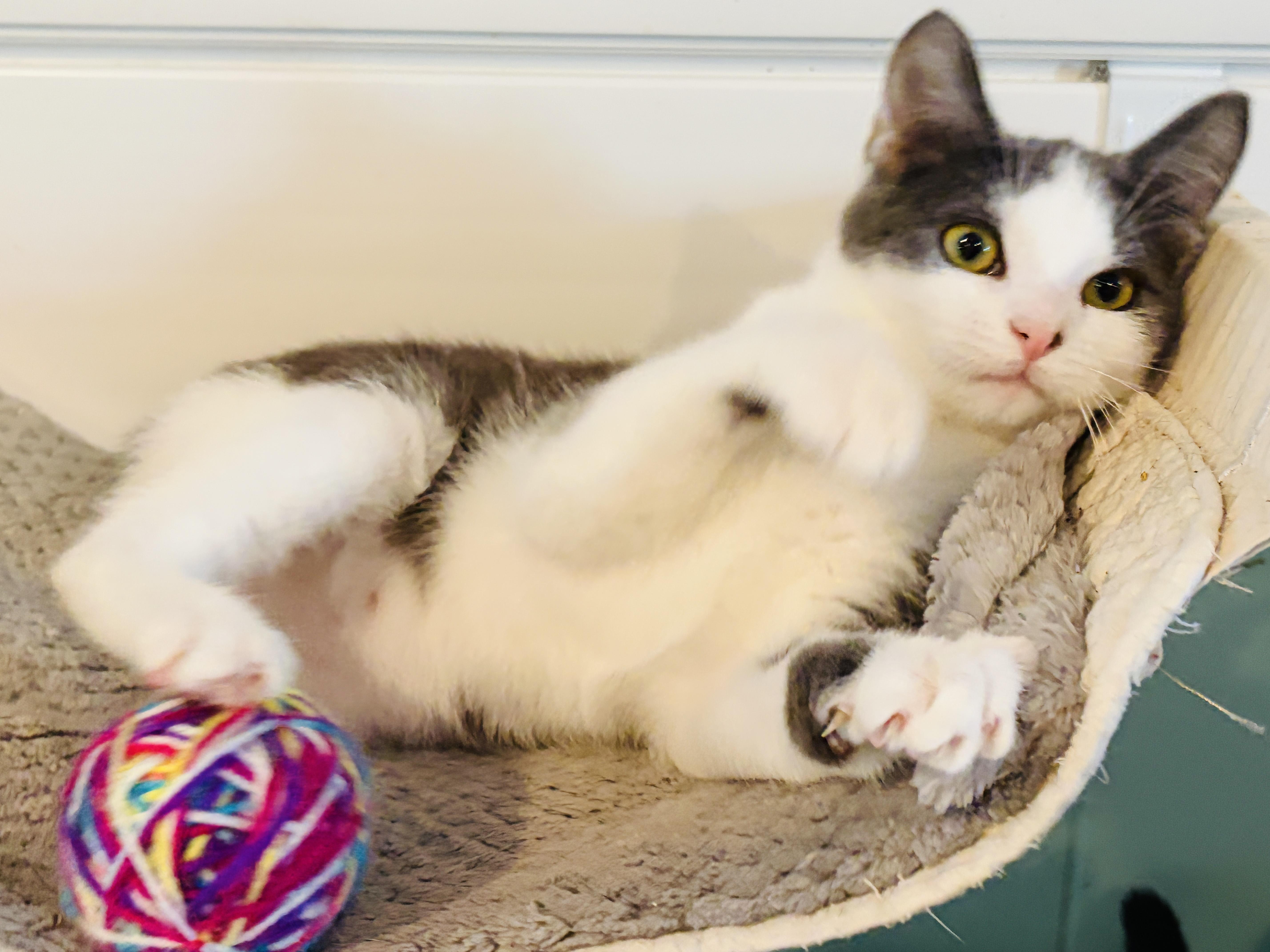 Enlarge  Hiccup, an adopted Domestic Short Hair in Brattleboro, VT image 6/6