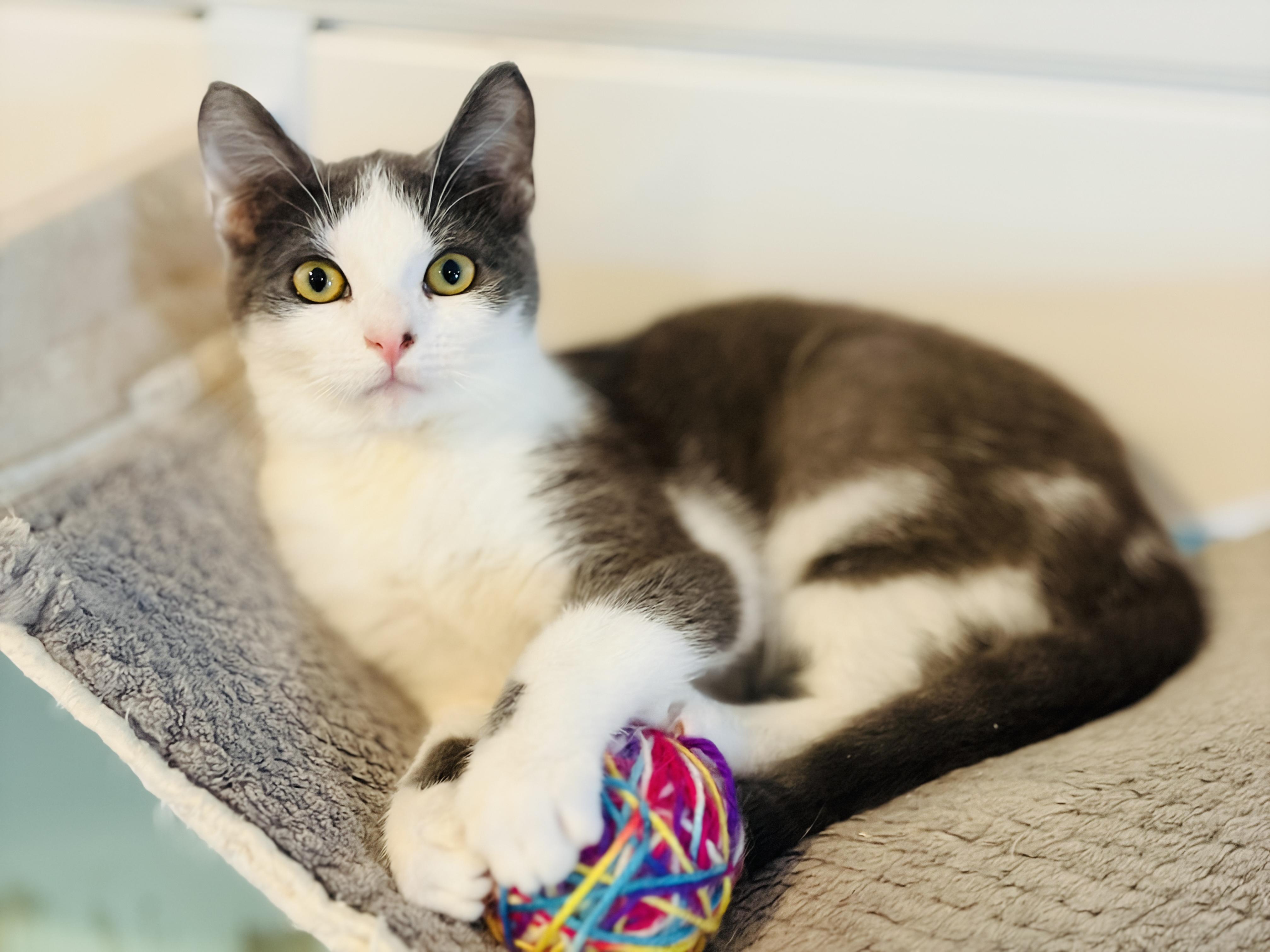 Enlarge  Hiccup, an adopted Domestic Short Hair in Brattleboro, VT image 4/6