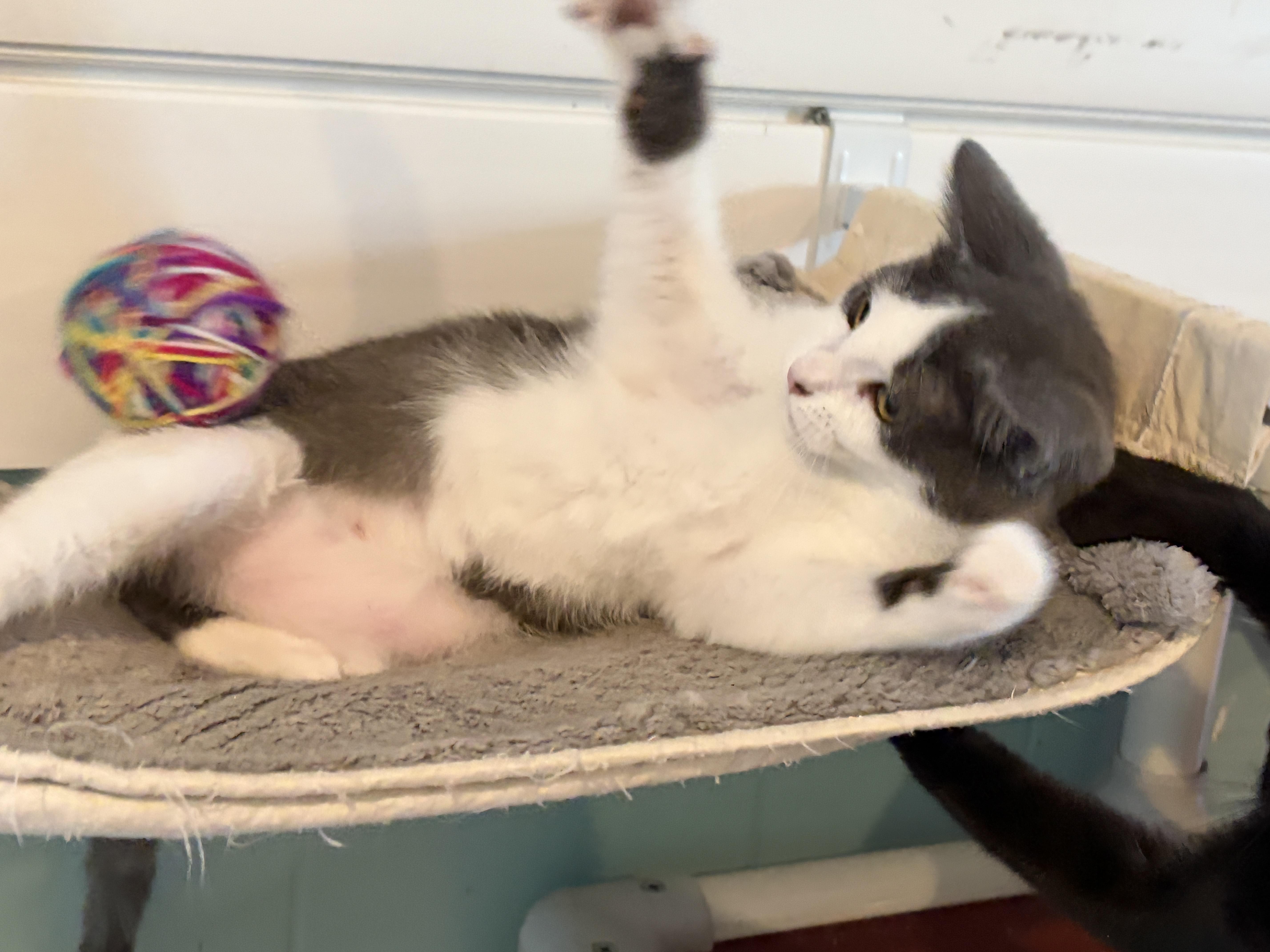 Enlarge  Hiccup, an adopted Domestic Short Hair in Brattleboro, VT image 2/6