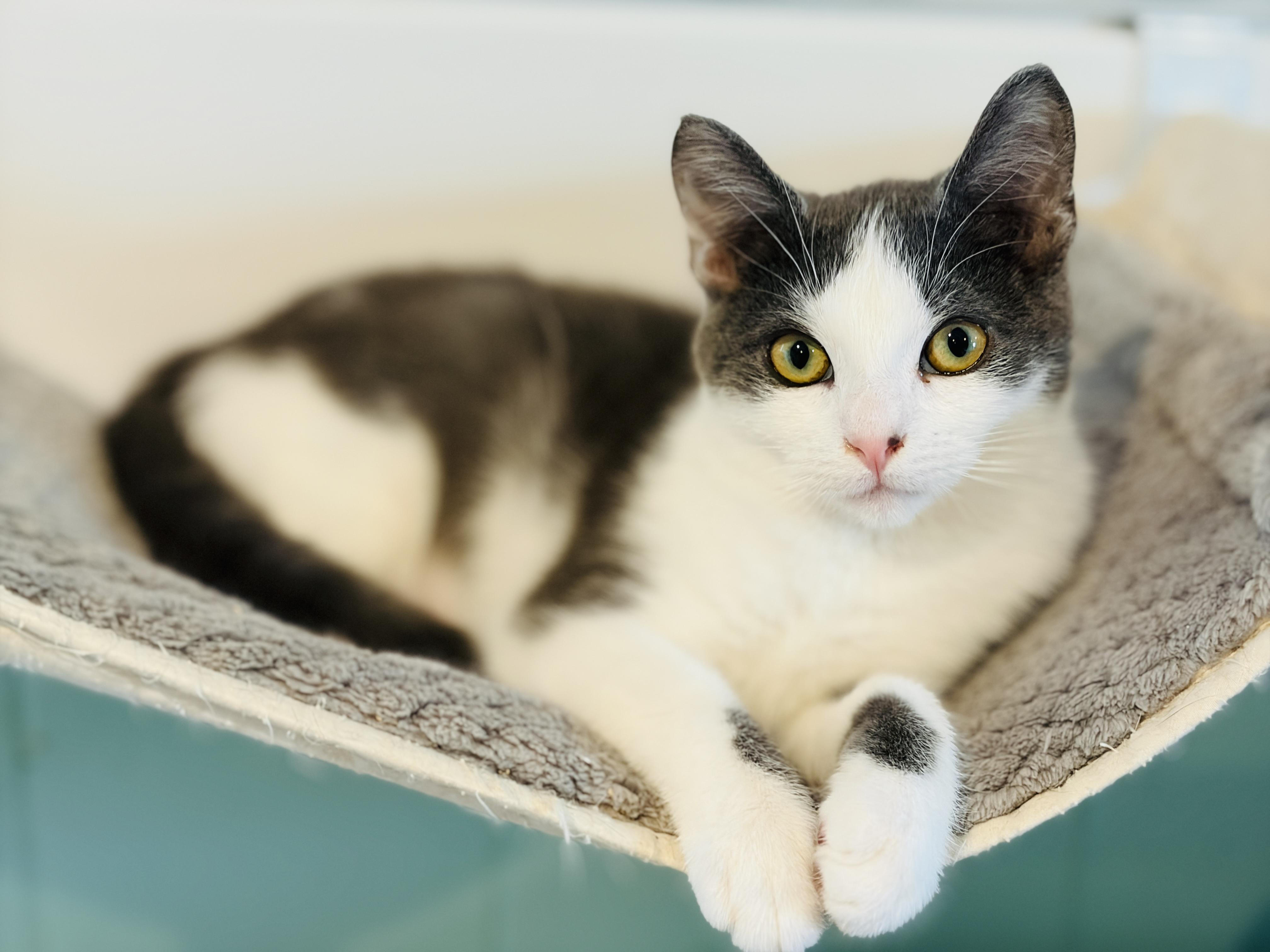 Enlarge  Hiccup, an adopted Domestic Short Hair in Brattleboro, VT image 3/6