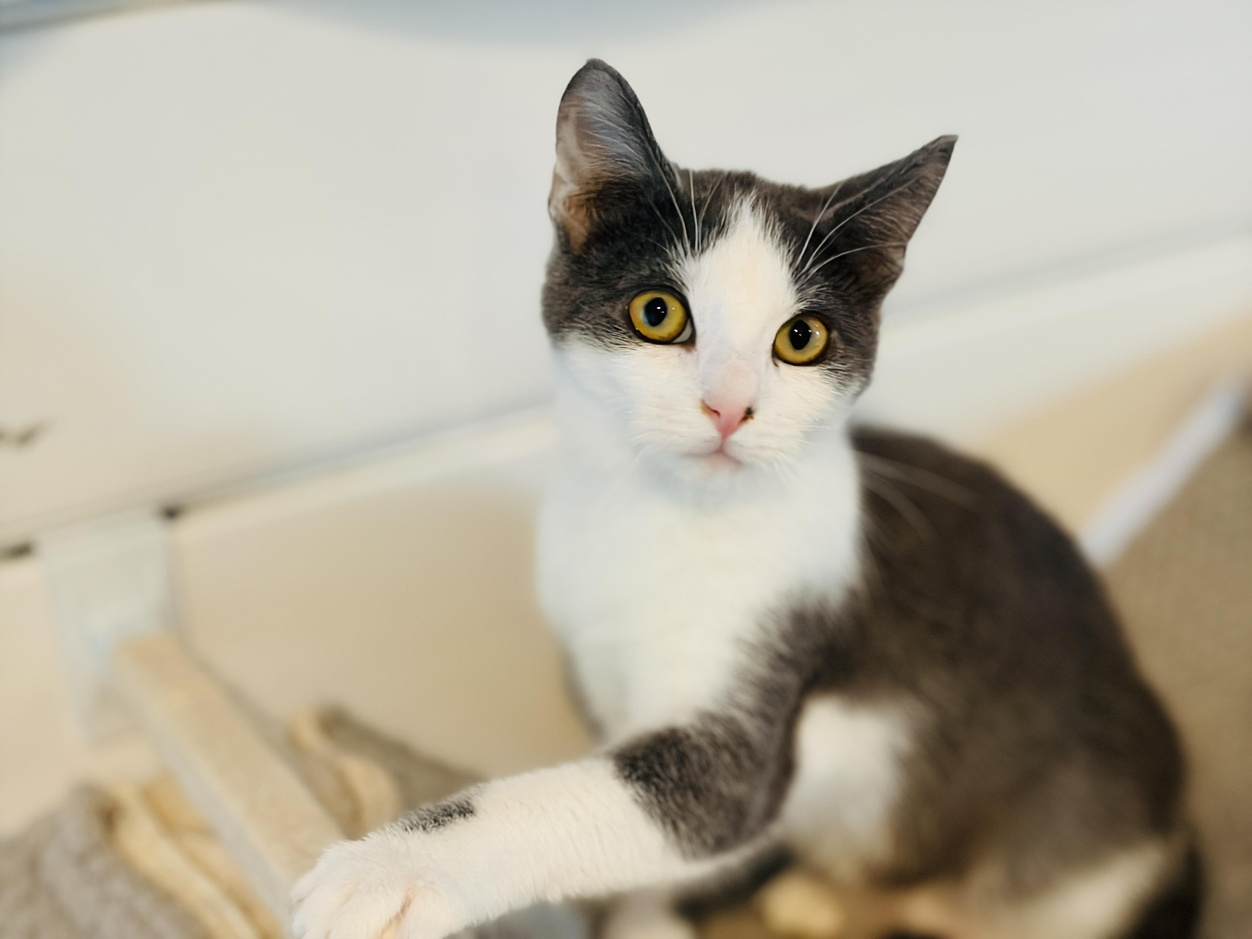 Enlarge  Hiccup, an adopted Domestic Short Hair in Brattleboro, VT image 5/6