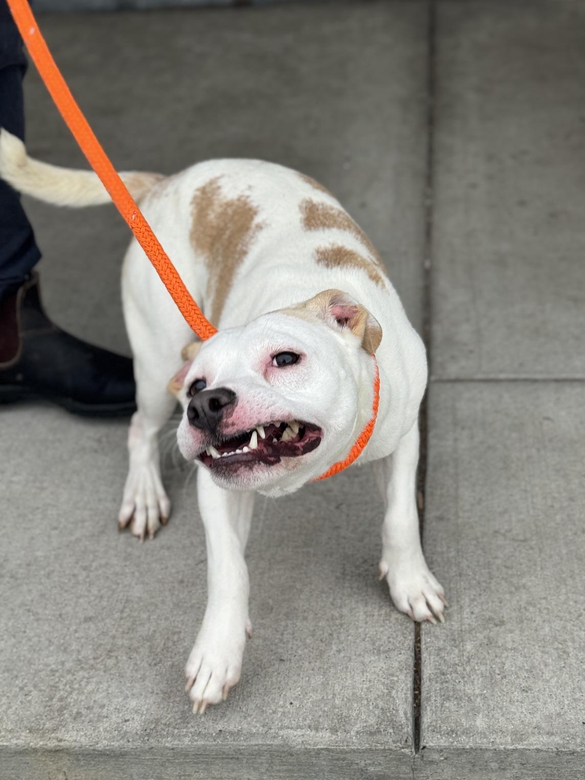 Pippin, a ADOPTABLE mixed breed in Benton Harbor, MI image 3/5