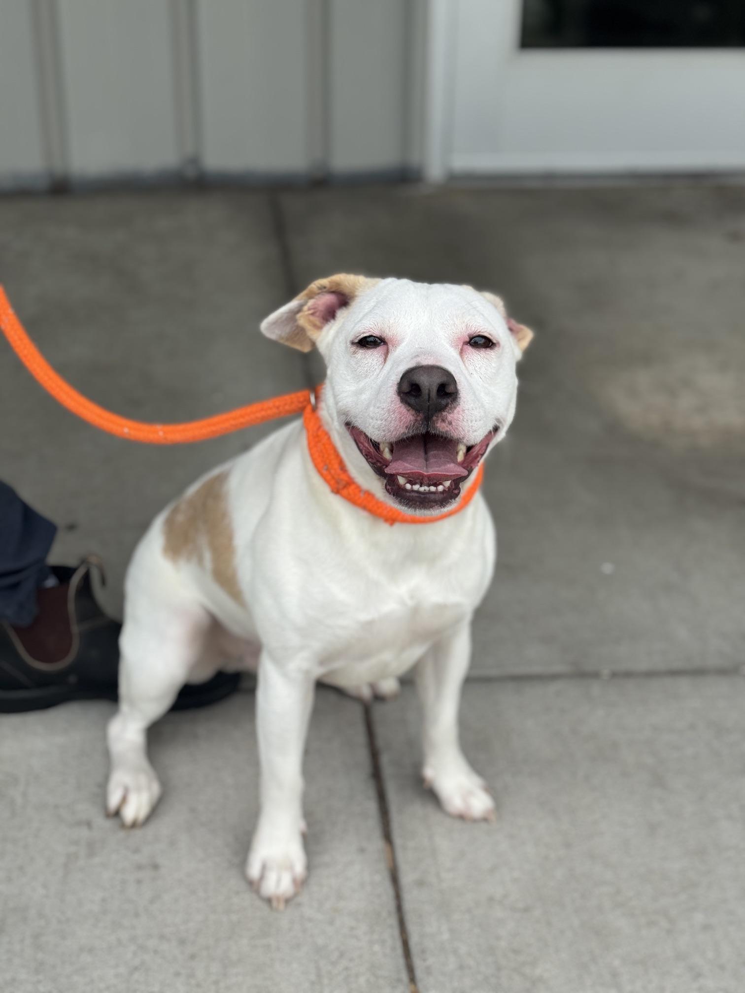 Pippin, a ADOPTABLE mixed breed in Benton Harbor, MI image 1/5