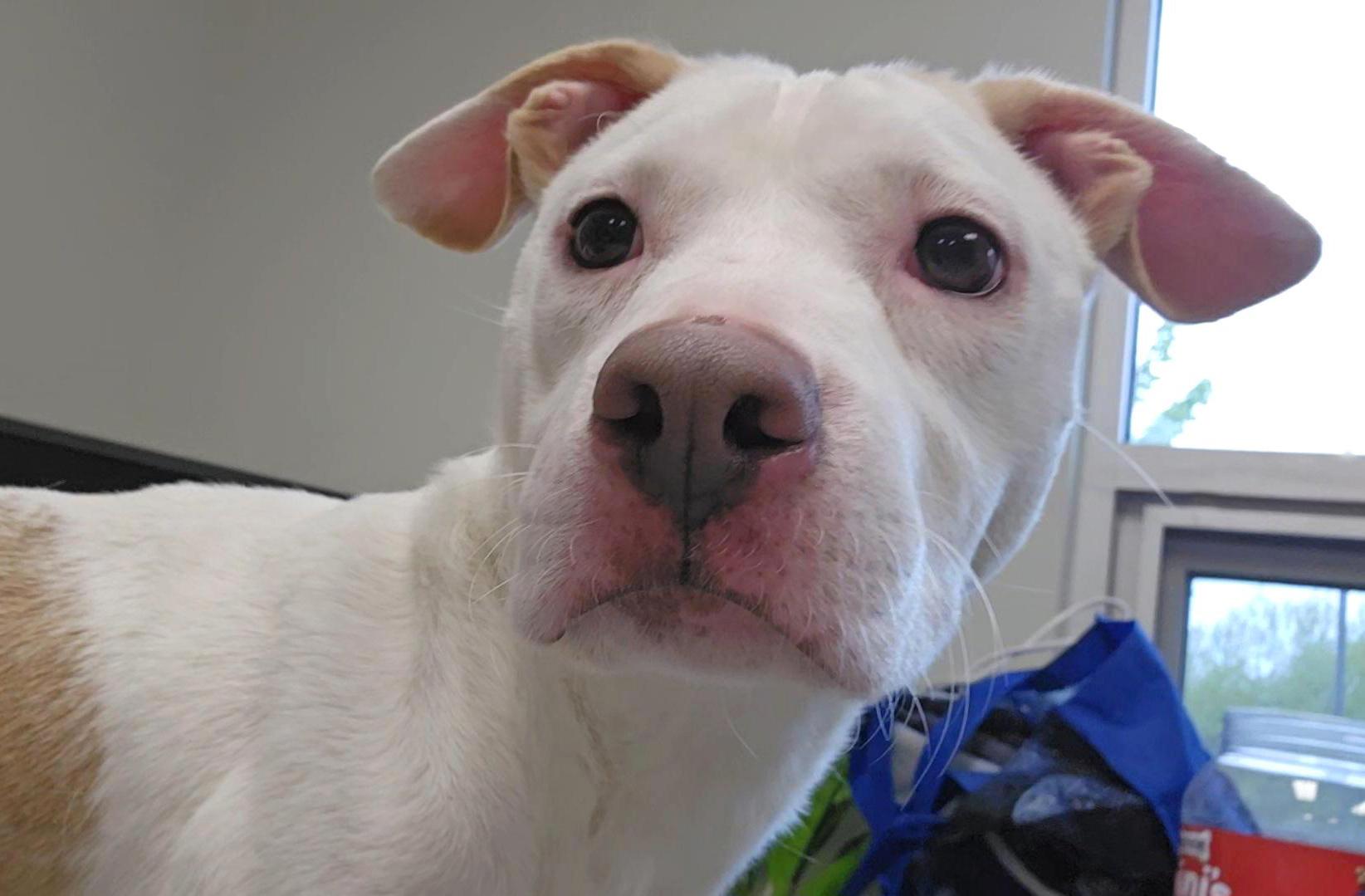 Pippin, ADOPTABLE, Young Male Pit Bull Terrier.