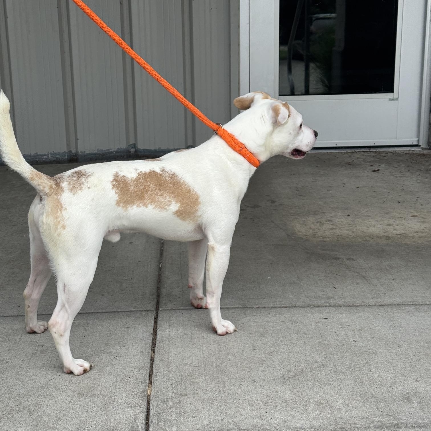 Pippin, a ADOPTABLE mixed breed in Benton Harbor, MI image 4/5