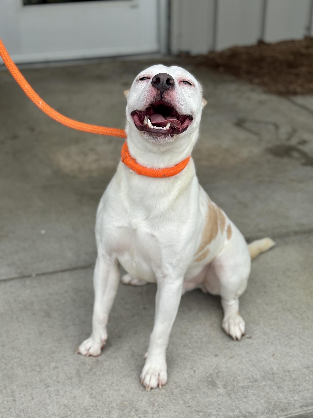 Pippin, a ADOPTABLE mixed breed in Benton Harbor, MI image 2/5