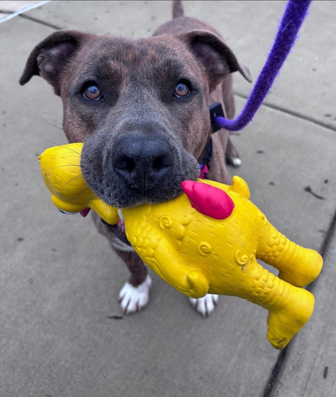 Bruno (ID 49576/4207), adoptable, Adult Male Pit Bull Terrier.