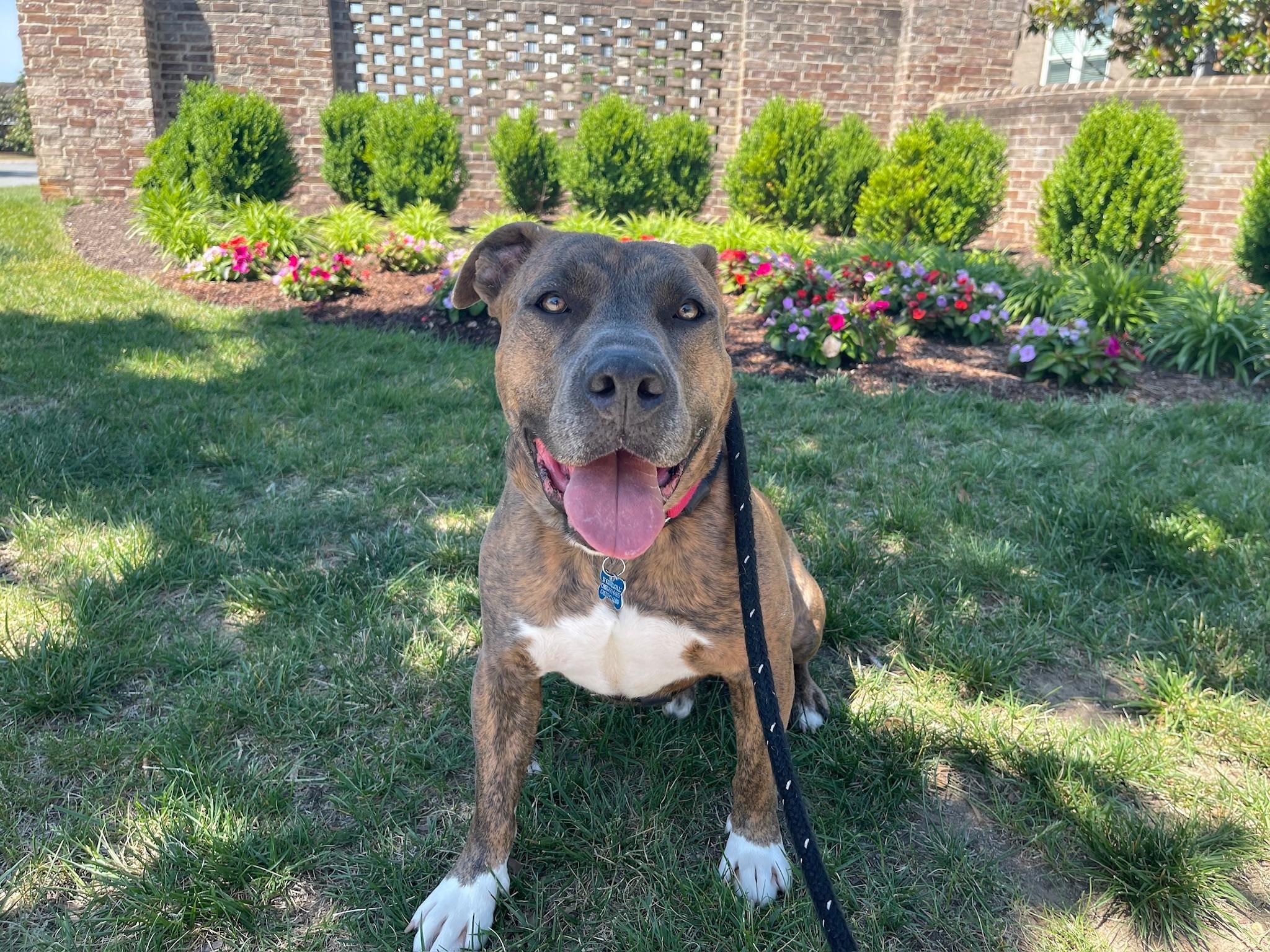 Bruno (ID 49576/4207), an adoptable Pit Bull Terrier in Manassas, VA image 4/6