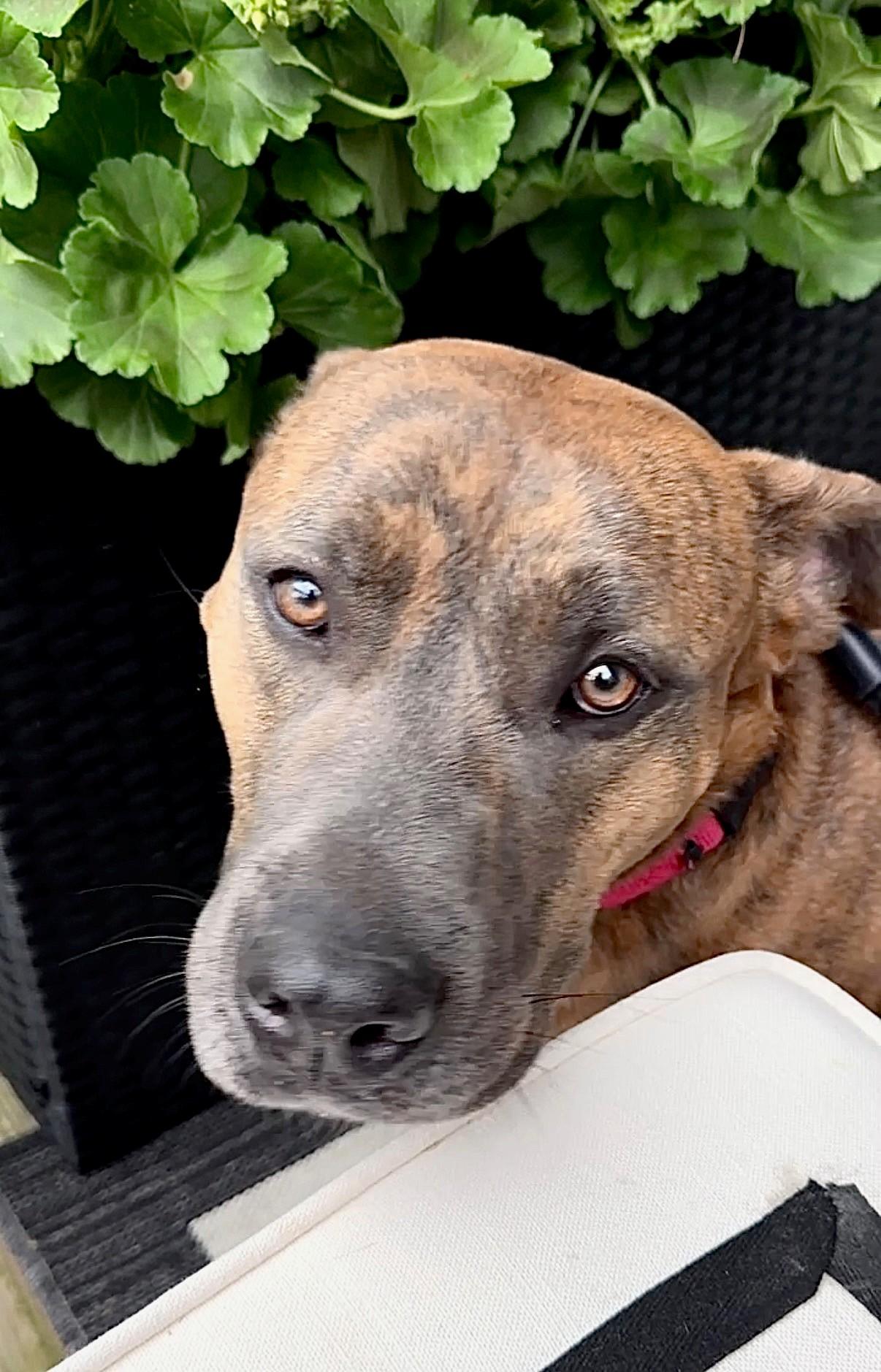 Bruno (ID 49576/4207), an adoptable Pit Bull Terrier in Manassas, VA image 6/6