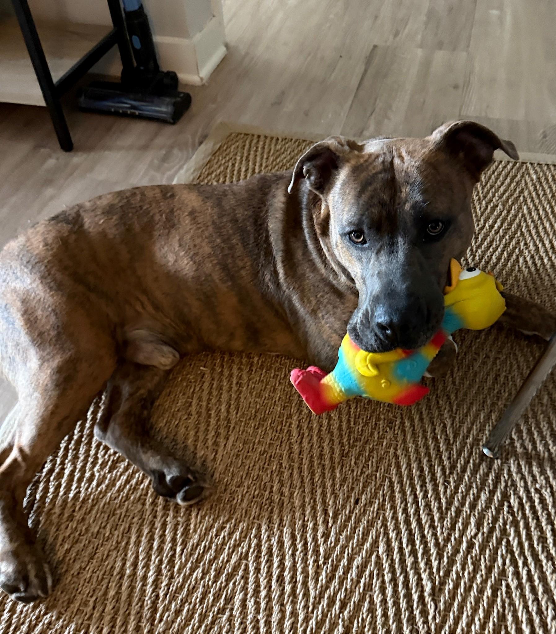 Bruno (ID 49576/4207), an adoptable Pit Bull Terrier in Manassas, VA image 3/6