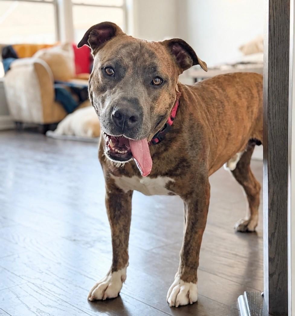 Bruno (ID 49576/4207), an adoptable Pit Bull Terrier in Manassas, VA image 1/6
