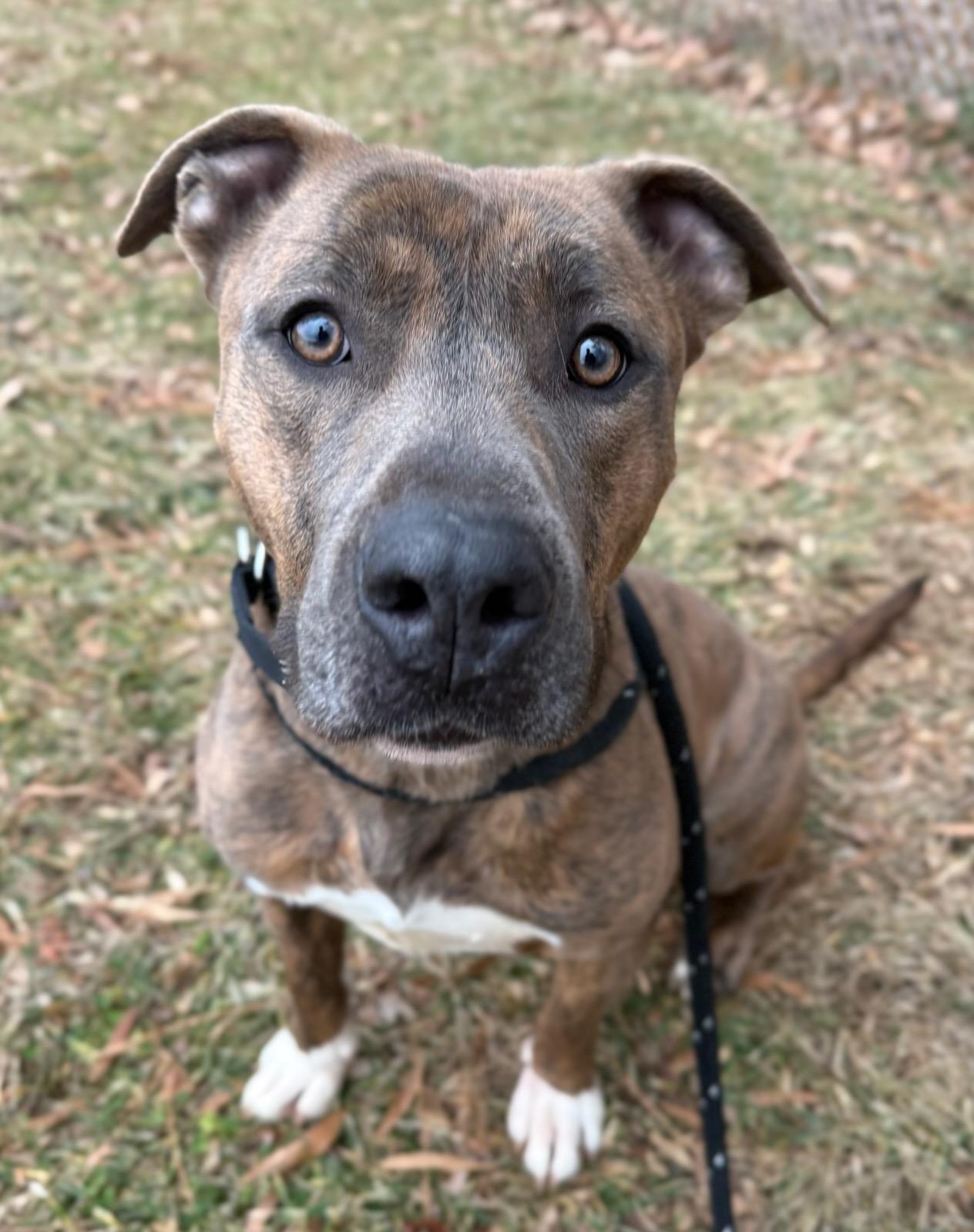 Bruno (ID 49576/4207), Adoptable, Adult Male Pit Bull Terrier.