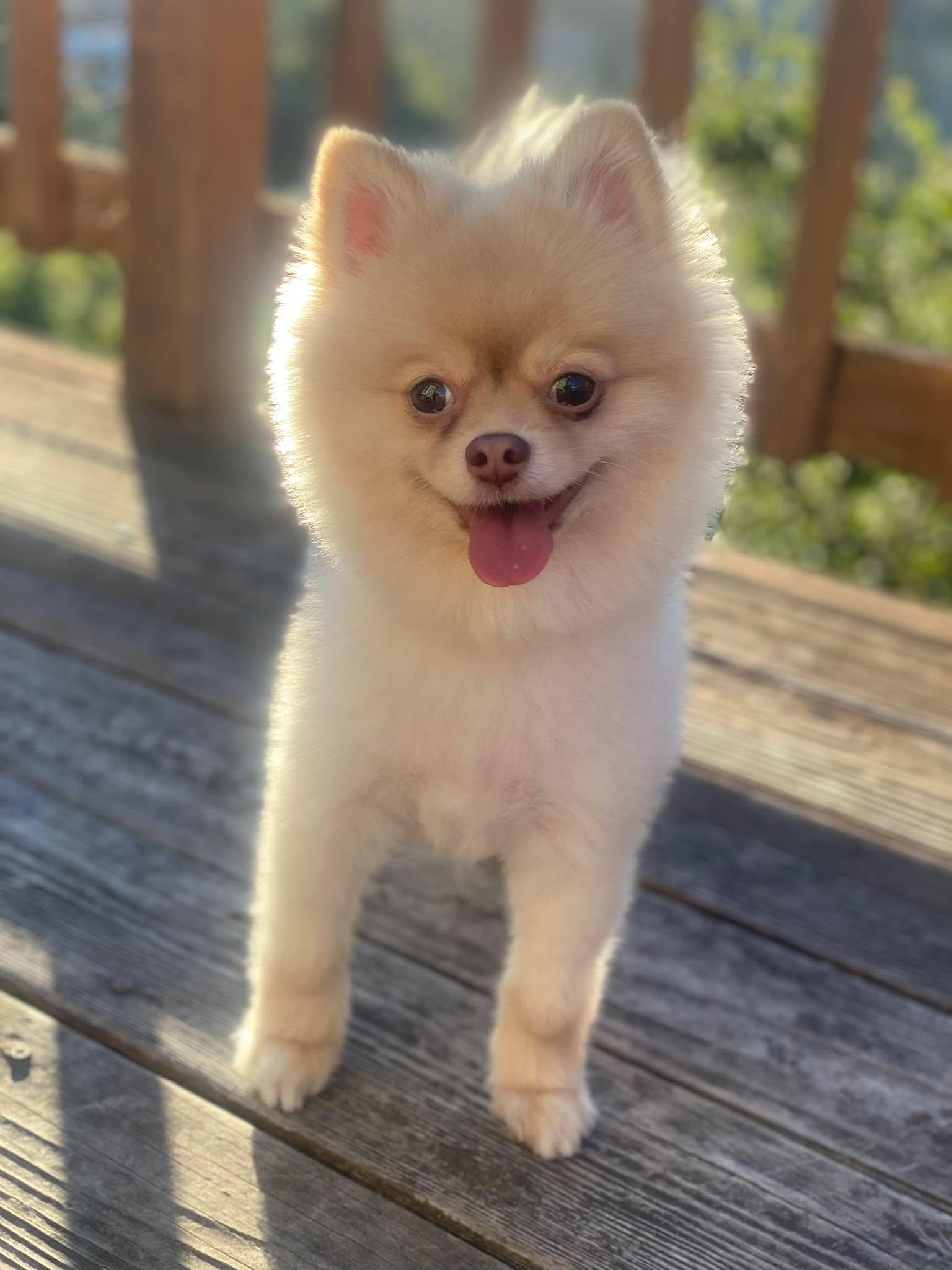 Enlarge Poptart, an adopted Pomeranian in San Francisco, CA image 2/6