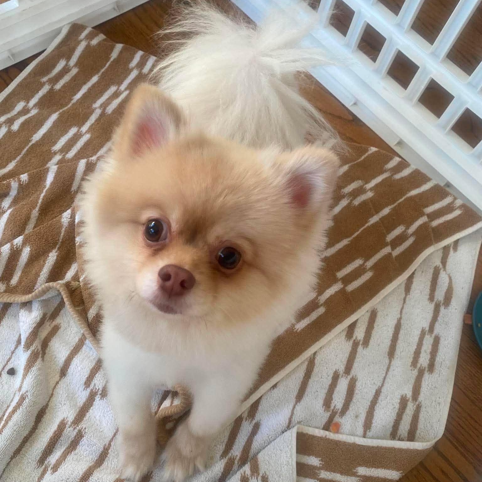 Enlarge Poptart, an adopted Pomeranian in San Francisco, CA image 1/6