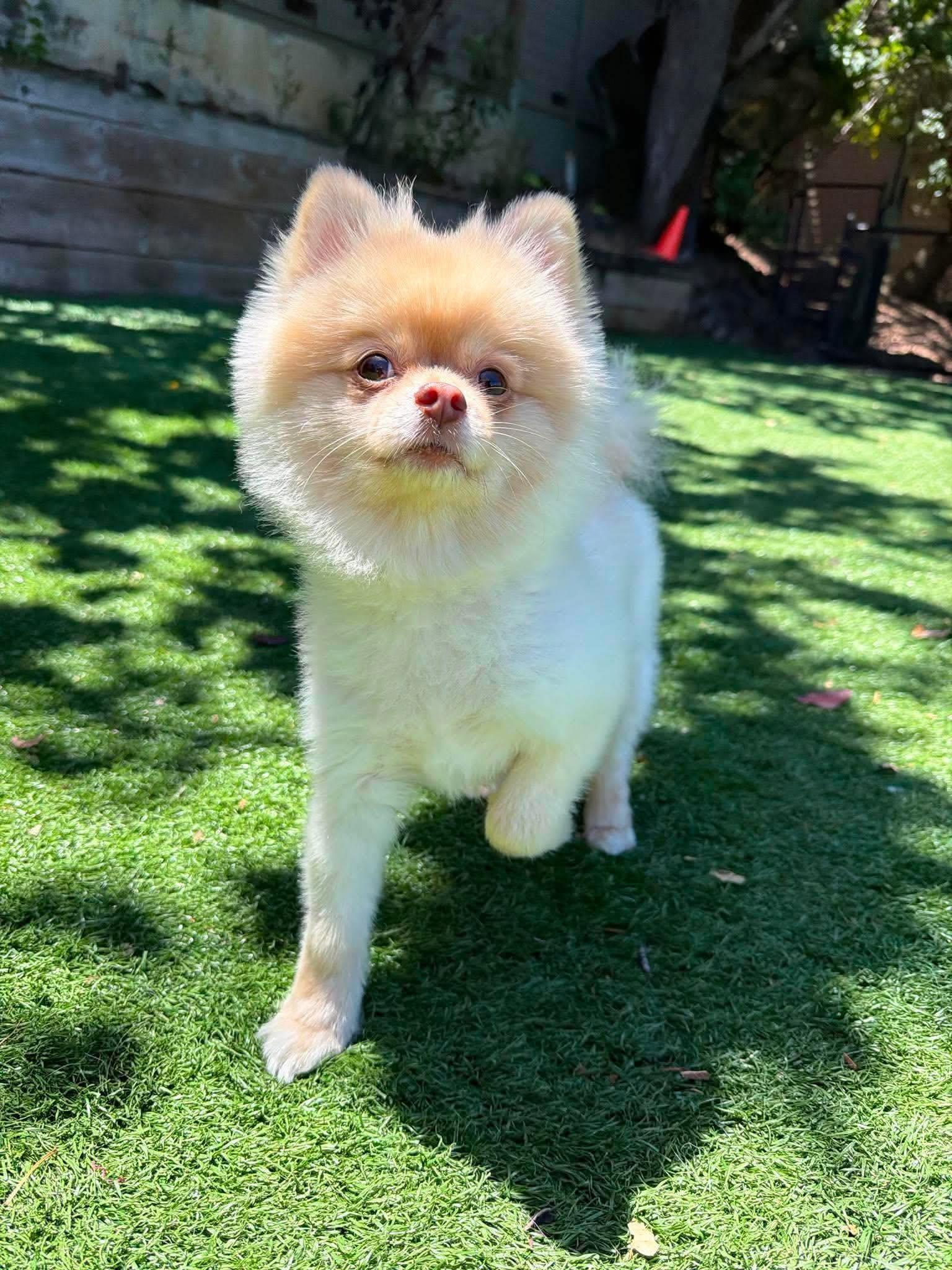 Enlarge Poptart, an adopted Pomeranian in San Francisco, CA image 4/6