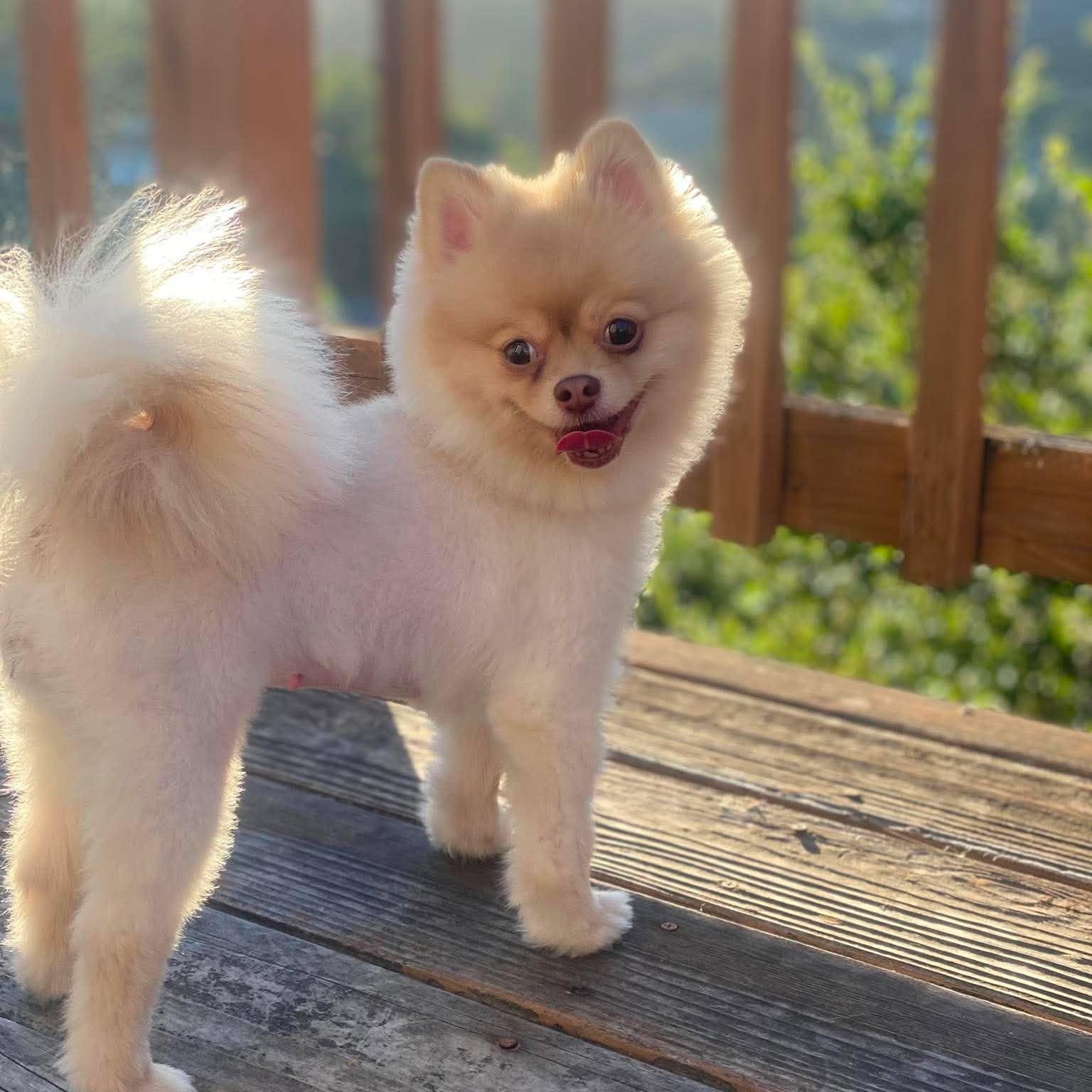 Enlarge Poptart, an adopted Pomeranian in San Francisco, CA image 3/6