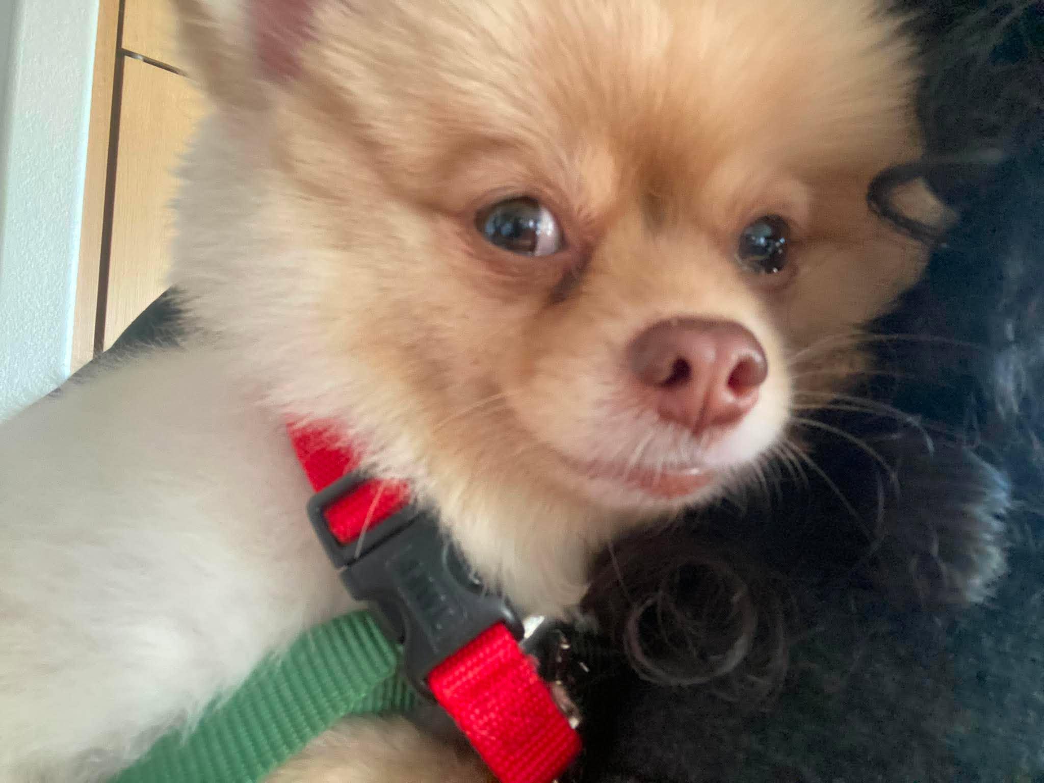 Enlarge Poptart, an adopted Pomeranian in San Francisco, CA image 5/6
