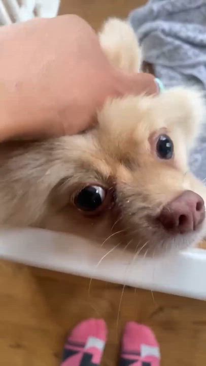 Enlarge Poptart, an adopted Pomeranian in San Francisco, CA video 6/6