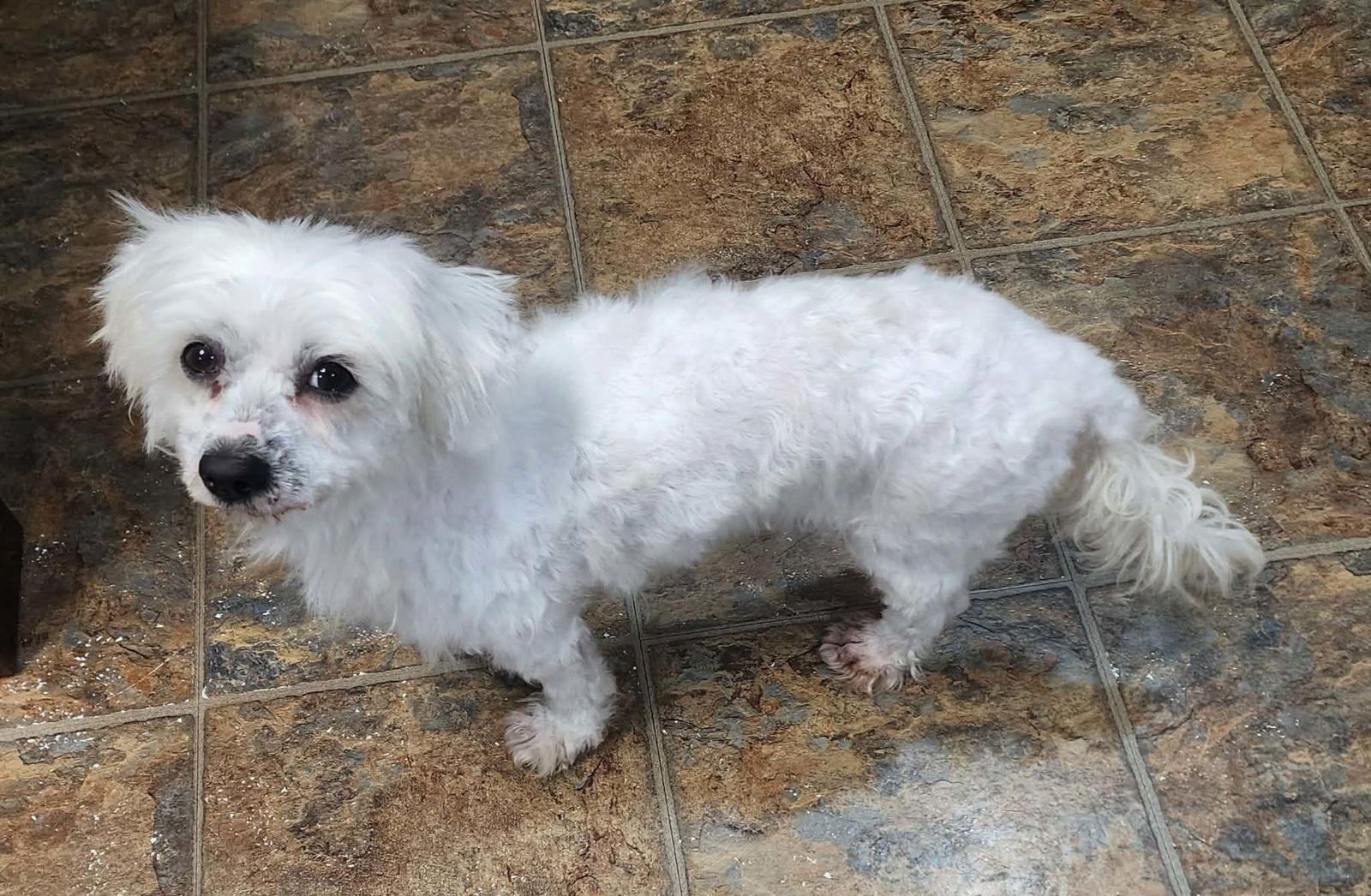 D Litter Bella thumbnail 3