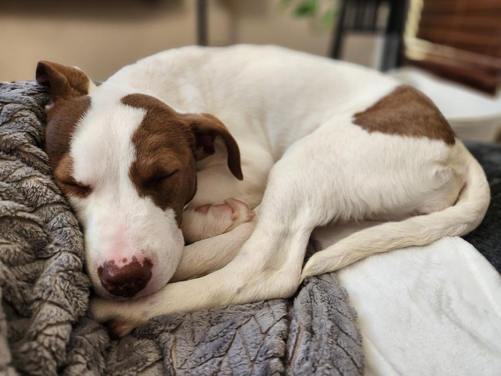 Enlarge Tally, a Adoptable mixed breed image 1/6