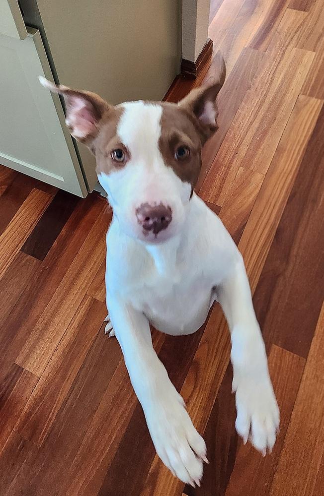 Enlarge Tally, a Adoptable mixed breed image 2/6